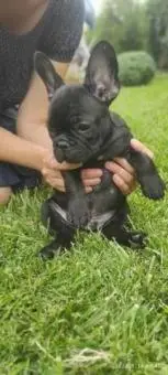 Französische bulldogge welpen