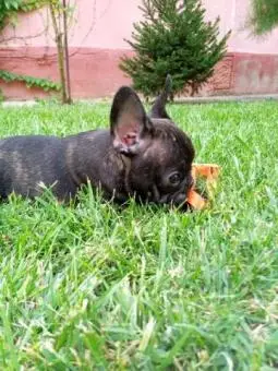 Französische bulldogge welpen