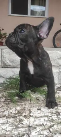 Französische bulldogge welpen