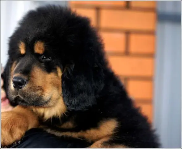 Продаются щенки тибетского мастифа/Tibetan Mastiff puppies for sale