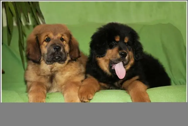 Продаются щенки тибетского мастифа/Tibetan Mastiff puppies for sale