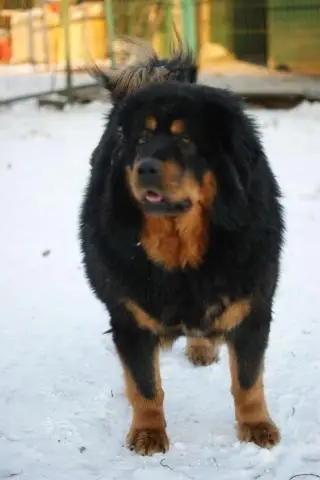 Продаются щенки тибетского мастифа/Tibetan Mastiff puppies for sale