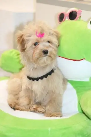 Maltipoo welpen