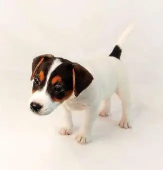 Jack russell terrier