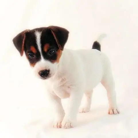 Jack russell terrier