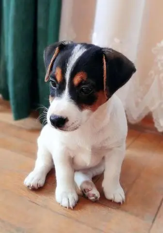 Jack russell terrier