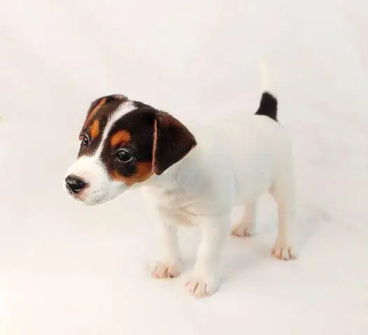 Jack russell terrier