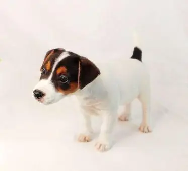 Jack russell terrier