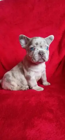 French bulldog. Isabella merle.