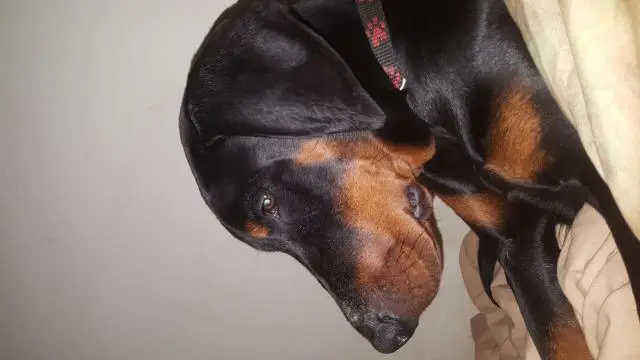 doberman