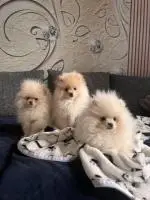 Pomeranian spitz / померанский шпиц