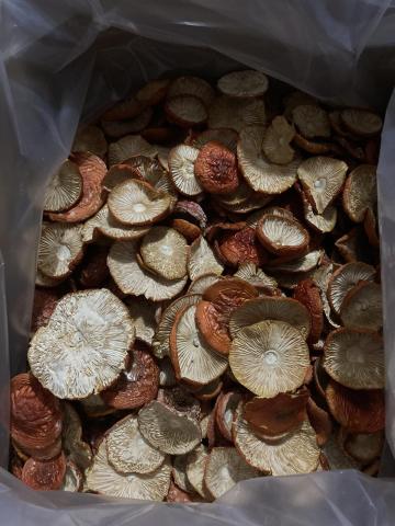 Предлагаем сушеные шляпки красного мухомора(amanita muscaria)