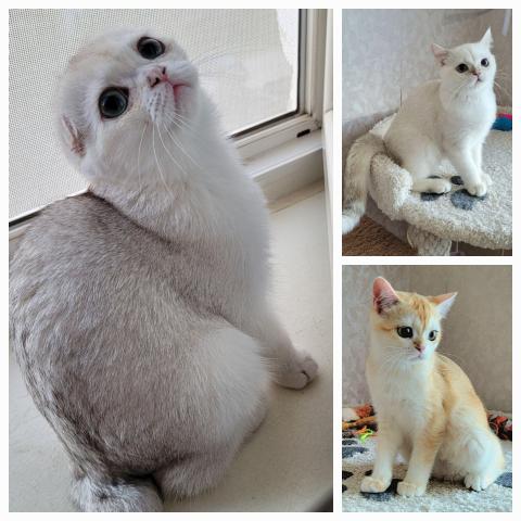 Шотландские золотые шиншиллы
