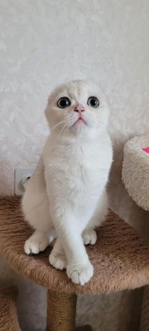 Шотландские золотые шиншиллы