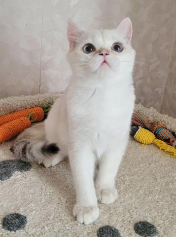 Шотландские золотые шиншиллы