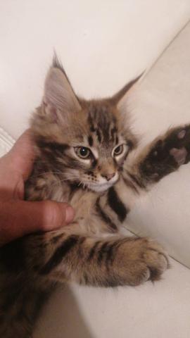 Xxl maine coon kitten – charmante riesen, 3 monate alt, 550€