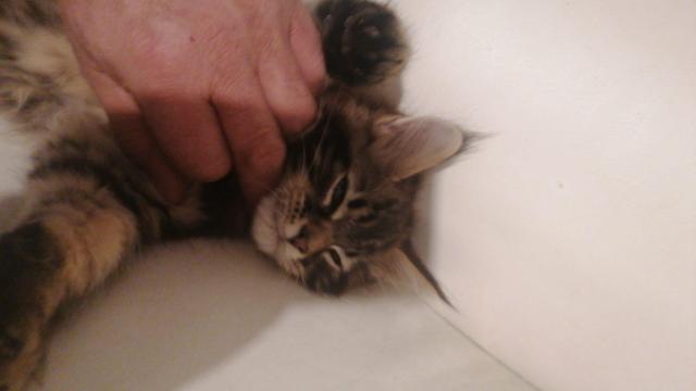 Xxl maine coon kitten – charmante riesen, 3 monate alt, 550€