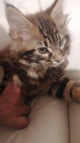 Xxl maine coon kitten – charmante riesen, 3 monate alt, 550€