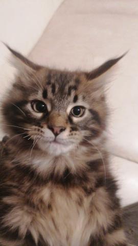 Xxl maine coon kitten – charmante riesen, 3 monate alt, 550€