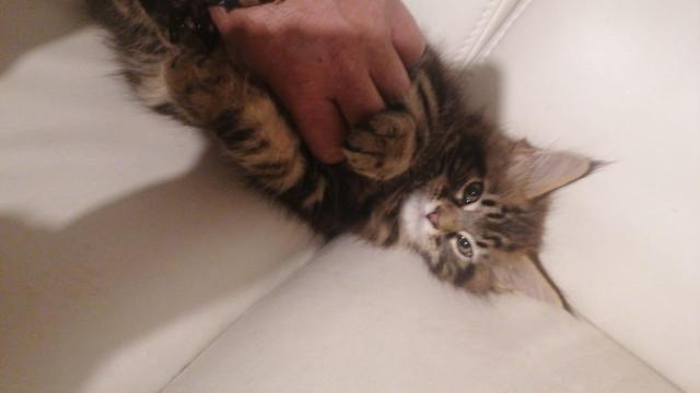 Xxl maine coon kitten – charmante riesen, 3 monate alt, 550€