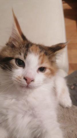 Xxl maine coon kitten – charmante riesen, 3 monate alt, 550€