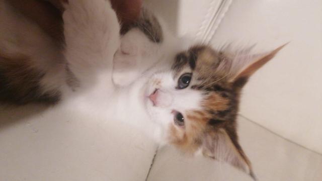 Xxl maine coon kitten – charmante riesen, 3 monate alt, 550€