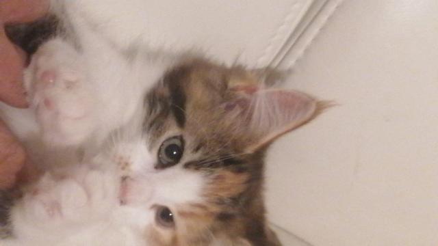 Xxl maine coon kitten – charmante riesen, 3 monate alt, 550€