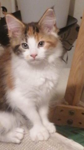 Xxl maine coon kitten – charmante riesen, 3 monate alt, 550€