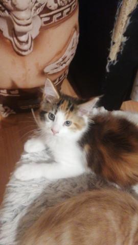 Xxl maine coon kitten – charmante riesen, 3 monate alt, 550€