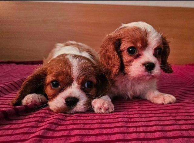Cavalier king charles spaniel welpen. Rüden und hündinnen
