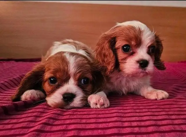 Cavalier king charles spaniel welpen. Rüden und hündinnen - 1