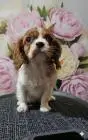 Cavalier king charles spaniel welpen. Rüden und hündinnen