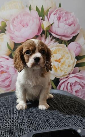 Cavalier king charles spaniel welpen. Rüden und hündinnen