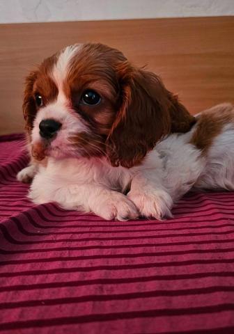Cavalier king charles spaniel welpen. Rüden und hündinnen