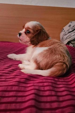 Cavalier king charles spaniel welpen. Rüden und hündinnen