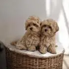 Очаровательные щенки мальтипу