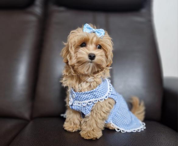 Очаровательные щенки мальтипу