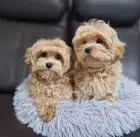 Очаровательные щенки мальтипу