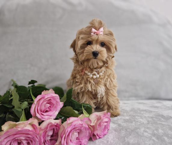 Очаровательные щенки мальтипу