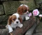 Cavalier king charles spaniel welpen. Rüden und hündinnen