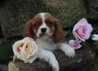 Cavalier king charles spaniel welpen. Rüden und hündinnen