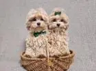 Очаровательные щенки мальтипу
