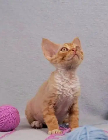 Devon rex junge. - 1