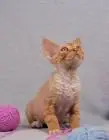 Devon rex junge.