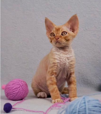 Devon rex junge.