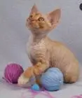 Devon rex junge.