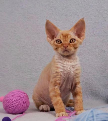 Devon rex junge.