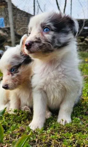 Sheltie merle jungen fci - 1