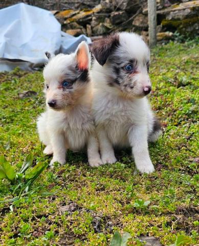 Sheltie merle jungen fci