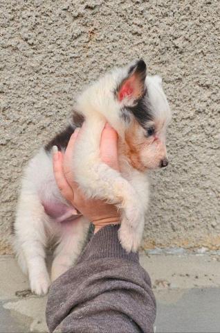Sheltie merle jungen fci